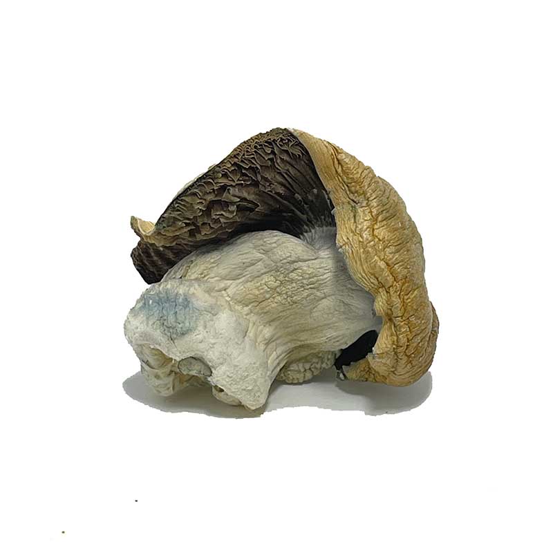 Steel Magnolia Mushrooms