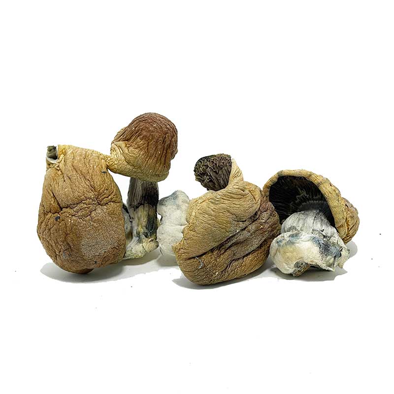 Steel Magnolia Mushrooms