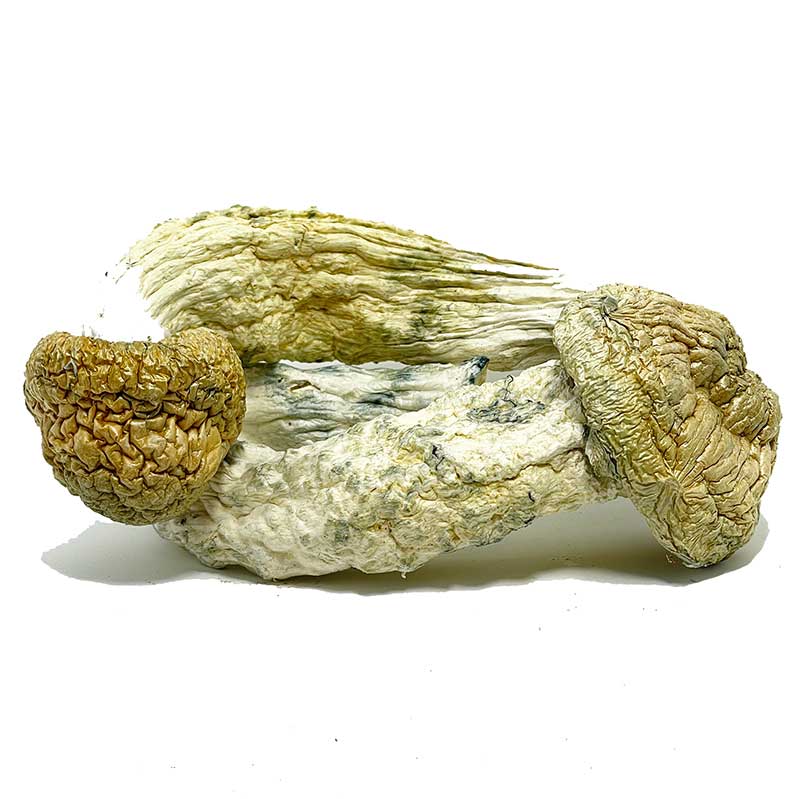 Thrasher PE Mushrooms