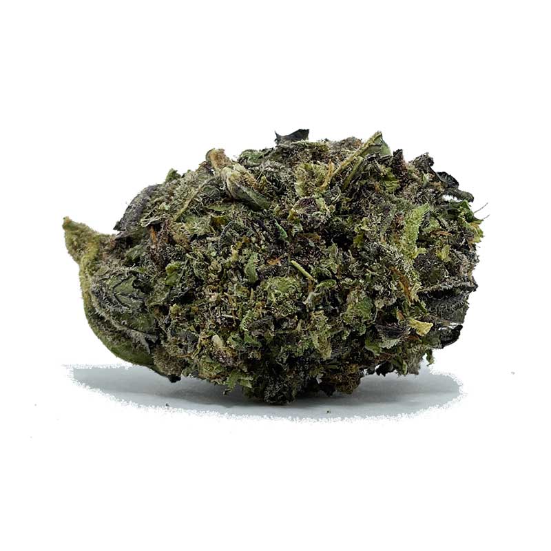 Critical Purple AA