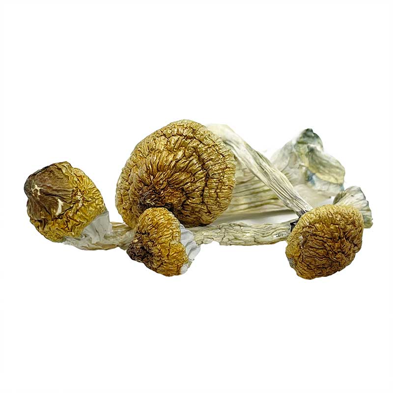 Keeper Creepers Magic Mushrooms