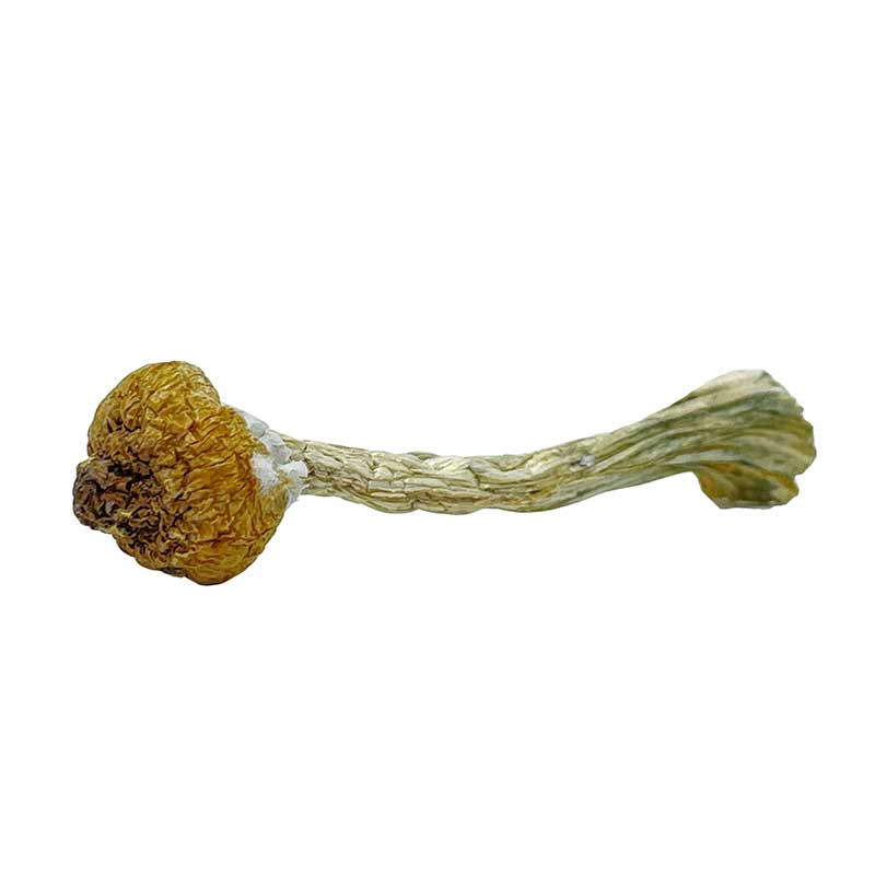 Keeper Creepers Magic Mushrooms