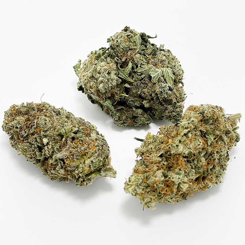 Critical Widow AA