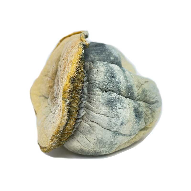 Dino Eggs Mushrooms