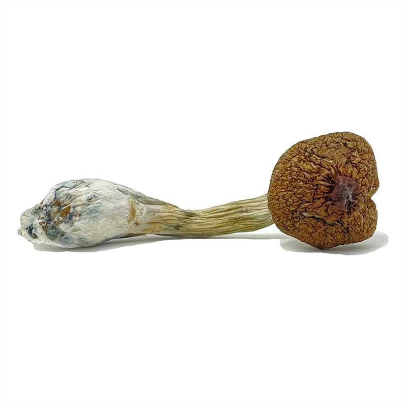 Ecuadorian Magic Mushrooms