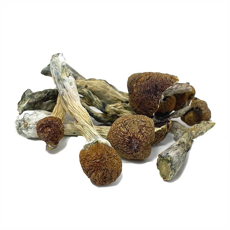 Ecuadorian Magic Mushrooms