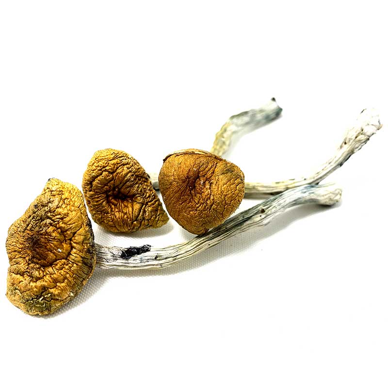 Hillbilly Magic Mushrooms