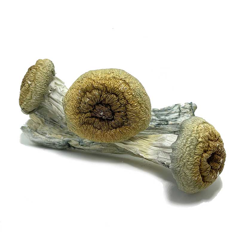 Jumbo Blue Meanie Magic Mushrooms