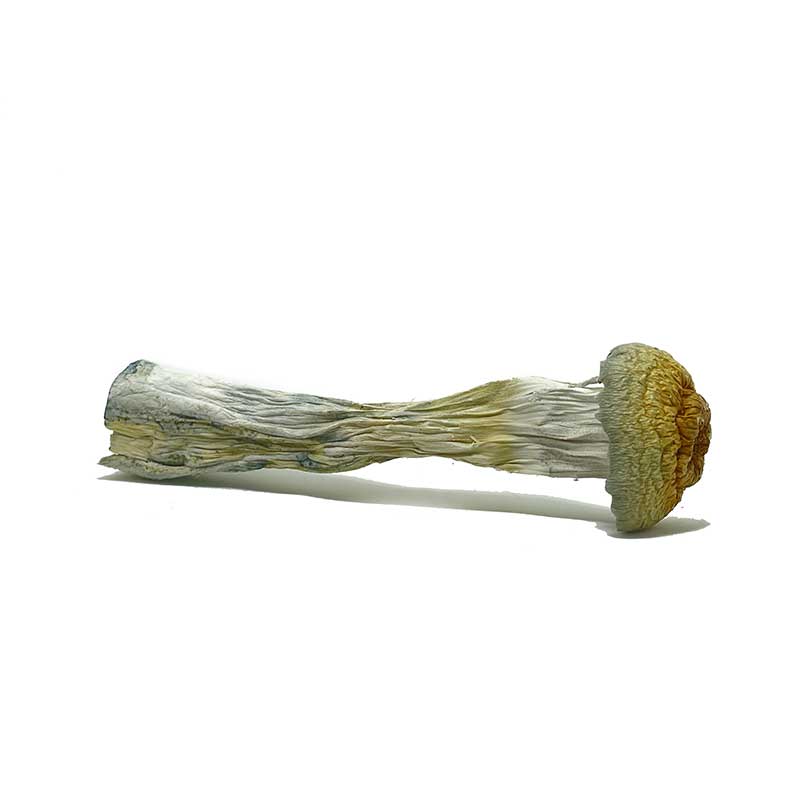 Jumbo Blue Meanie Magic Mushrooms