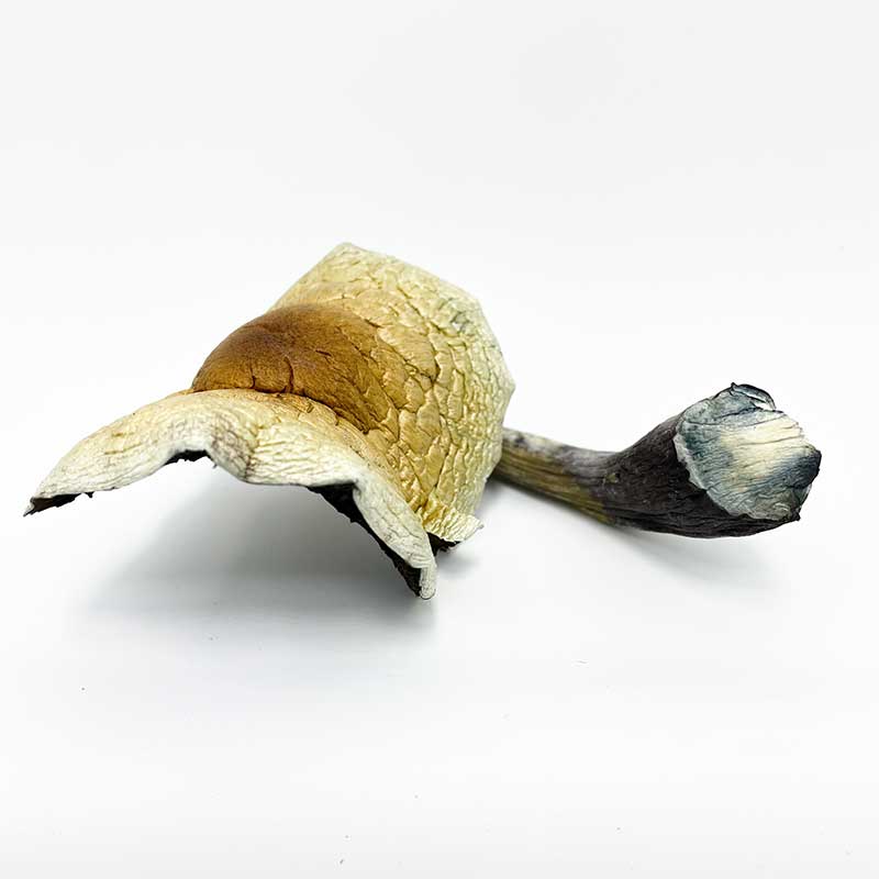 Jumbo Brazilian Cubensis Magic Mushrooms