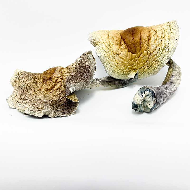 Jumbo Brazilian Cubensis Magic Mushrooms