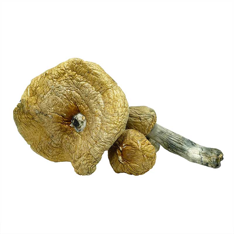 Stargazer Magic Mushrooms
