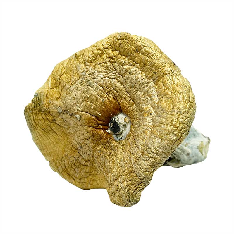 Stargazer Magic Mushrooms