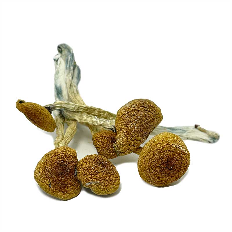 Thai Koh Samui Magic Mushrooms