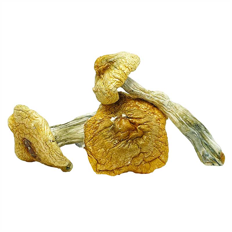 Thai Tanic Magic Mushrooms