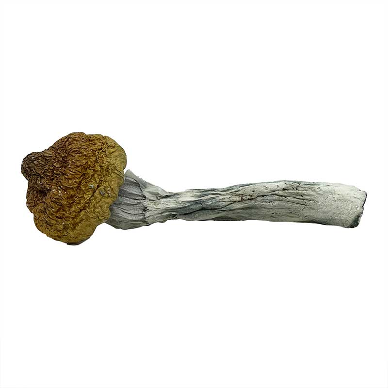 Trinity Magic Mushroom