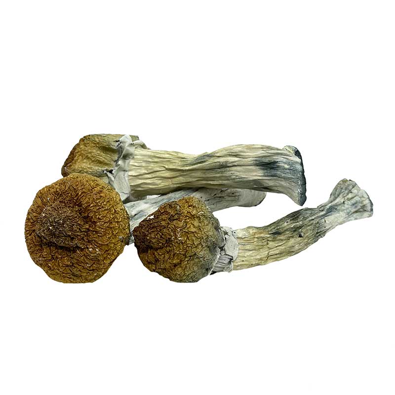 Trinity Magic Mushroom