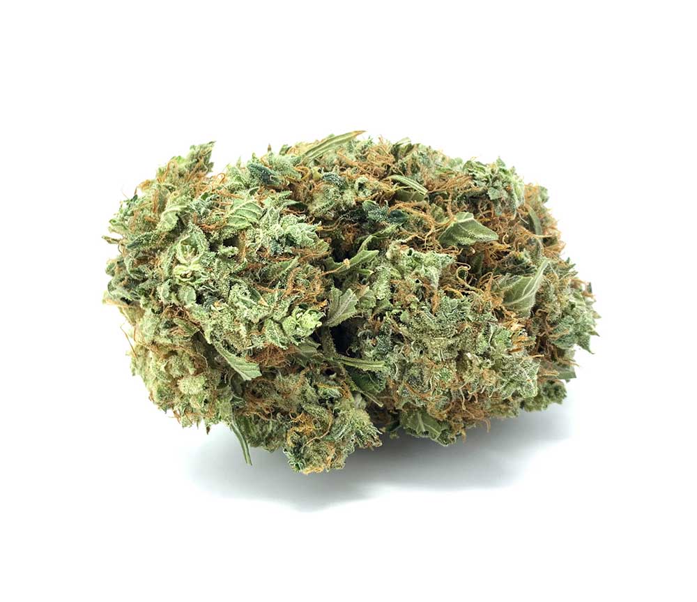 White Shark