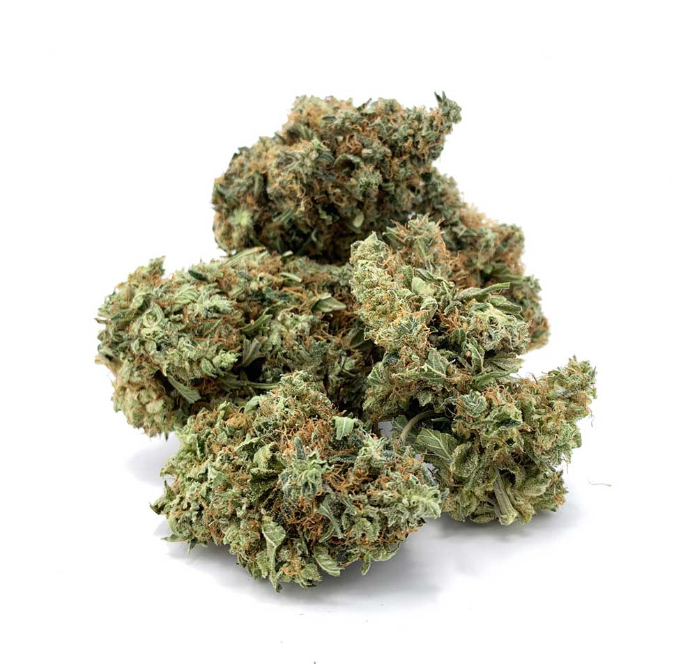 White Shark