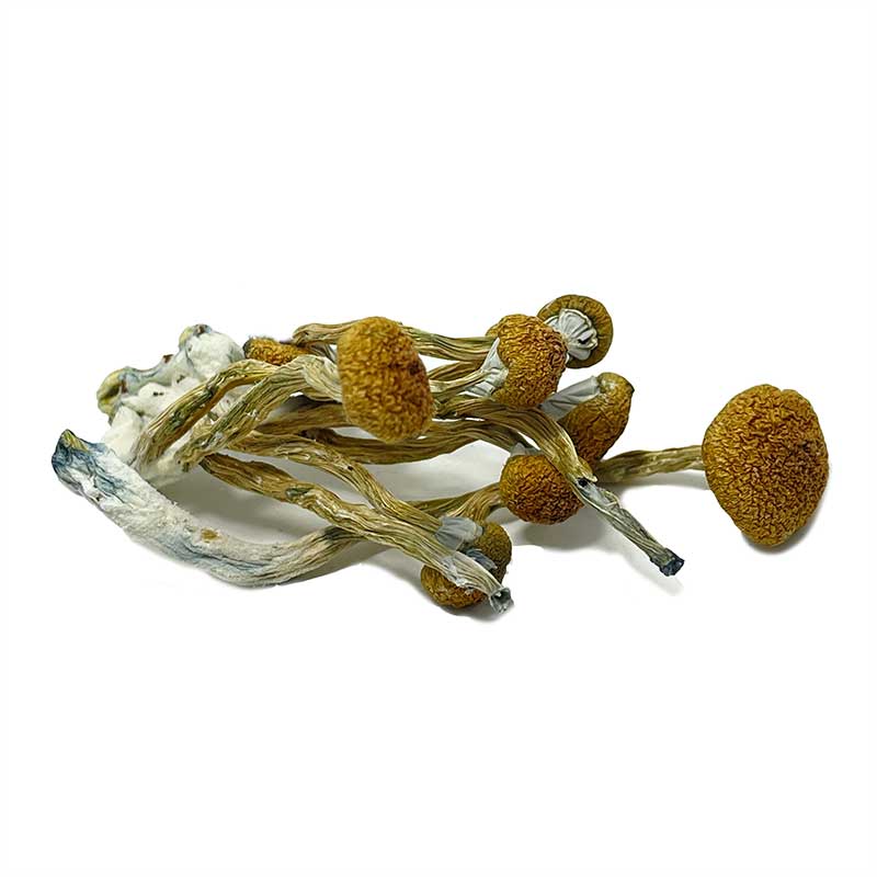 Z Strain Magic Mushrooms