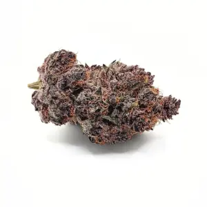 Tropic Truffle AAAAA