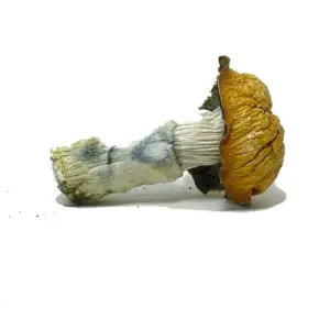 Buy Penis Envy Shrooms in Canada – Strongest Magic Mushrooms